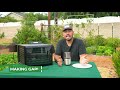 How to Grow Garlic | Garlic Scapes, Harvesting, & Curing (Part 3)