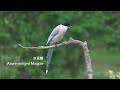 灰喜鵲/Azure-winged Magpie