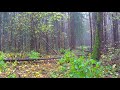 Light Rain Sounds in the Sad Autumn Forest 🌧️🍂 Nature Sounds for Sleep or Study