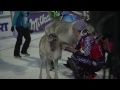 Mikaela Shiffrin Wins A Reindeer in Levi - Behind the Scenes