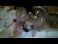 ADORABLE 1-month-old Pug Puppies Eating