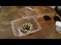 New pet ball python (unboxing)