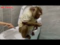 Monkey Nui was trained by his mother to sit on the potty very well | Nui Family