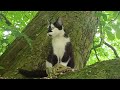 20240509 075047 cat in tree