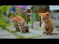 Relax your cats💖😺- Soothing music for cats🎼, lulls cats to sleep💤,relieves stress, heals cat💖