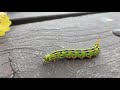 Good looking Caterpillar
