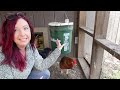 Backyard Chickens 101 - Beginners Guide to Owning & Raising Chickens #chickens #chickencoop
