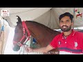 बिकाऊ घोड़े - पार्ट 42 Balotra Horse Market 2024 Tilwada Pashu Mela Horse Sale Price Video