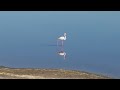 Unexpected Flamingo Encounter in the Southern Serengeti: A Travel With The Hales Adventure