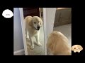 ⚠️Golden Cuteness 🐶Your Heart Will Melt Watching These Adorable and Funniest #GoldenRetriever #puppy