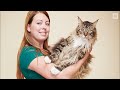 THE BIGGEST MAINE COON CATS