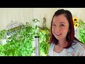 HOW TO GROW TOMATOES INSIDE - INDOOR GARDENING FOR BEGINNERS