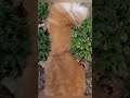 МЕЙН-КУН ХАЙДИ И МАСЯ НА ОХОТЕ  MAINE COON HEIDI AND MASIA HUNTER