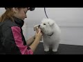 A cloud with legs | The MOST ADORABLE Samoyed puppy 😭