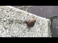 Watch a Snail in 4K