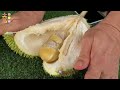 逛甘榜吃榴莲·价廉物美吃到饱！猫山王榴莲煎堆、D24、甘榜榴莲～食游记 ❤️ Durian Addiction Quick Fix! Food Adventure