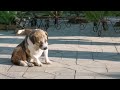 Abandoned pet dog in Mariupol