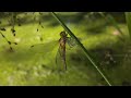 🆘🐉 Sauvetage d'une libellule - Rescuing a dragonfly - C.K.S. - #libellule #dragonfly #sauvetage ❤️