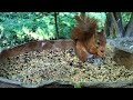 Squirrel's Wild Adventures: From Tree to Table and Back Again