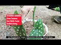 Begonia tanaman hias / pulkadot / cara stek batang begonia