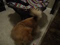 Male Dog Tries To Hump Male Cat (Part IV)