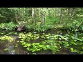 Relaxing forest walk in the early morning. Virtual walk in the area of the Karelian Isthmus | 4K