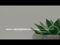 🌿 Nature’s Calm: 1 Hour of Soft Music for Stress Relief (Ad-Free)