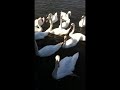 Swans on The Broads