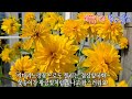 꽃송이가 황금빛으로 빛나는 꽃!  '삼잎국화 & 겹삼잎국화'~  Golden glow!