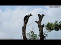 Cưa cây Xà Cừ siêu khổng lồ, siêu cao / Sawing a super giant, super tall Nacre tree | 1/2 | T586