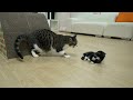 The Rescued Kitten Suddenly Becomes Polite in front of the Boss Cat │ Episode.96