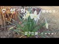 !수선화   배따라기  양현경 꿈꾸는섬 cover #봄에피는꽃 #7080  #수선화꽃말