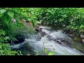 Amazing river - the sound of flowing water and insects in the forest Suitable for meditation, sleep