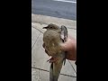 CATCHING DOVE WITH HANDS