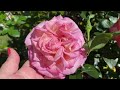 Full Garden Tour | Kordes-Meilland-David Austin Roses and More