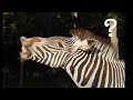 Zebras for Kids: Learn all About Zebras - FreeSchool