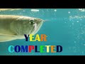 SILVER AROWANA 1 YEAR GROWTH