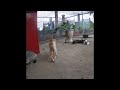 Funniest Cats and Dogs 🤣 Best Funniest Animals Video 2024 😂
