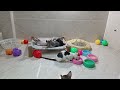 CLASSIC Dog and Cat Videos😻🤣🐶1 HOURS of FUNNY Clips