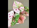 Caladium Varieties !!