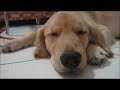 For All Pet Lovers - Golden Retriever Puppy (6 months old - 3 weeks old)