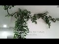 Adding vines to your home decor