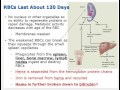 Chapter 13   Disorders of Erythrocytes