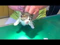 Rescued kitten weakened on the road