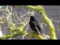 Blackbird singing in Germany