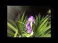 Bearded Iris blooming - Time Lapse