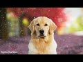 Dog Music🐶 Calm Dogs and Puppies Down with Soothing Music to Relieve Anxiety and Stress!