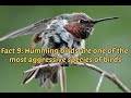 9 amazing and unknown facts about Humming birds
