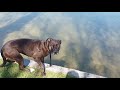 Staffordshire Bullterrier Hündin am und im Ägerisee 2 von 2