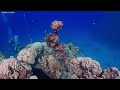 Aquarium 4K VIDEO (ULTRA HD) - Beautiful Coral Reef Fish - Relaxing Sleep Meditation Music